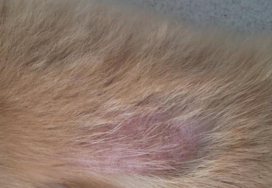 宠物小狗的皮肤病——原因、症状及治疗方法