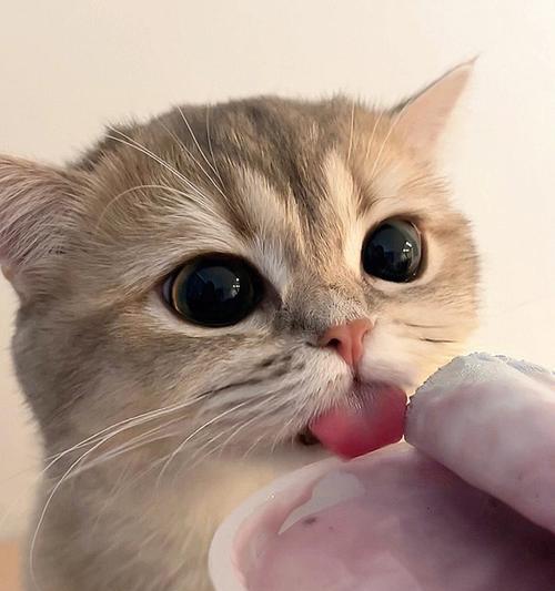 小猫猫可以喝酸奶吗（探究宠物喝酸奶的好处与风险）