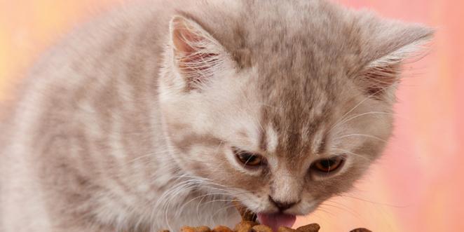 小猫吐干猫粮，你的猫粮是否健康安全（解读猫粮成分）