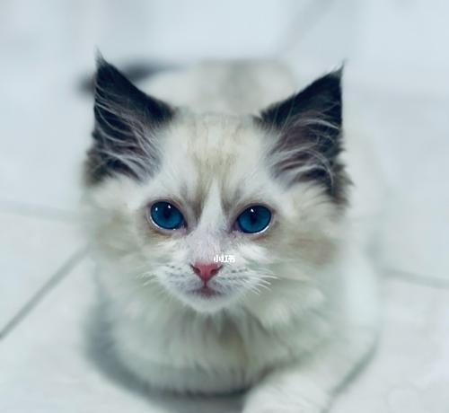 小猫为什么会流泪打喷嚏（揭秘宠物眼睛流泪的原因和处理方法）