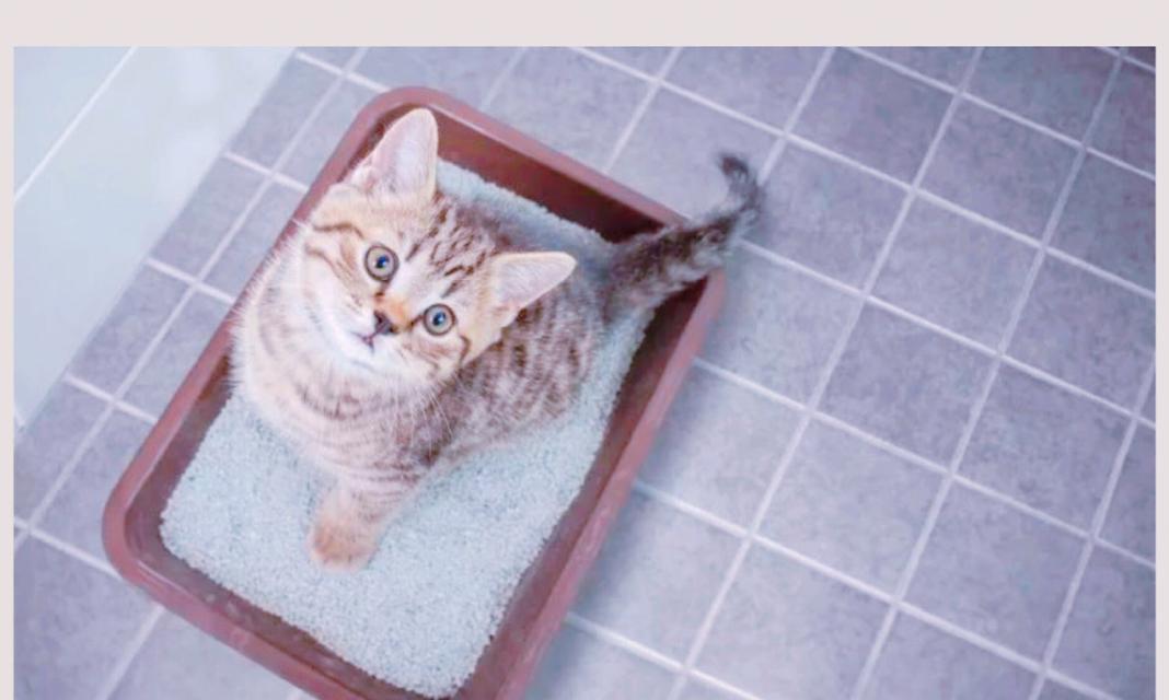 如何教大猫使用猫砂（从零开始）
