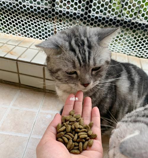 第一次喂猫咪猫粮的正确方法（如何确定猫咪吃的猫粮量）