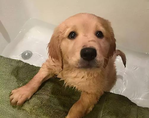 狗狗洗澡发现小虫（如何清除狗狗身上的小虫）