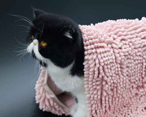 如何正确给宠物猫咪洗澡（用什么洗）