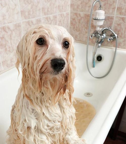 狗狗洗澡多少钱一个（掌握宠物洗澡费用）