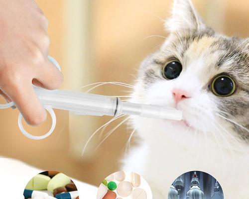 如何给宠物猫喂药（小猫不吃药怎么办）