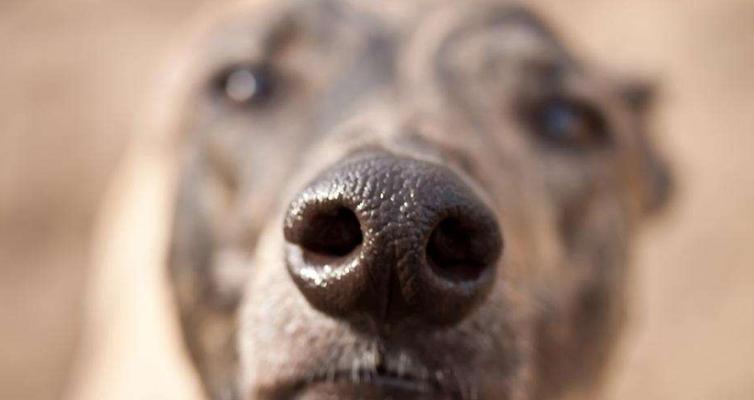 狗鼻子为什么会干（探究干燥鼻子的原因和防治方法）