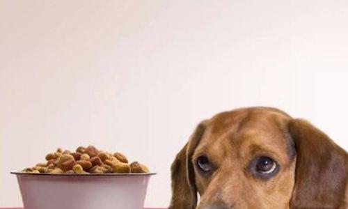 如何解决宠物狗不吃东西老吐问题（掌握正确的饮食管理技巧）