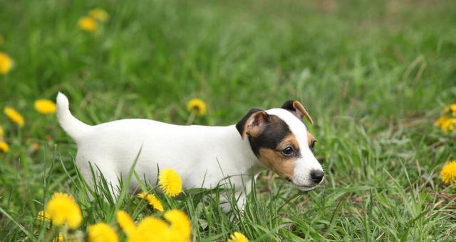 为何狗狗喜欢吃草和树叶（探究宠物狗吃草和树叶的原因及注意事项）