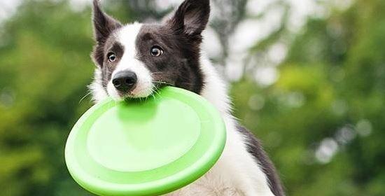 狗吃饭就呕吐，你需要知道的原因与应对方法（以宠物为主的饮食调理）
