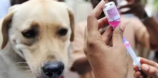 狗狗打完疫苗后的反应（了解宠物的反应及保健方法）