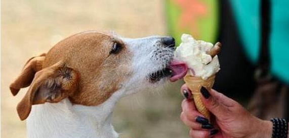 狗狗误食鸡骨头的症状及应对方法（如何保护宠物健康）