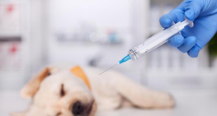 狗狗打完第二针疫苗后吐该怎么办（宠物主人需知的注意事项）