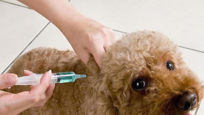 如何给宠物狗打卫佳疫苗（打卫佳疫苗的注意事项及步骤）