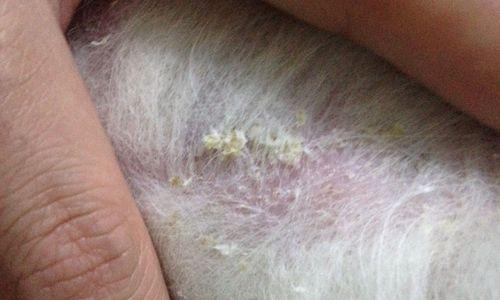 狗狗皮肤真菌感染，你了解多少（不同种类真菌引发的感染症状）