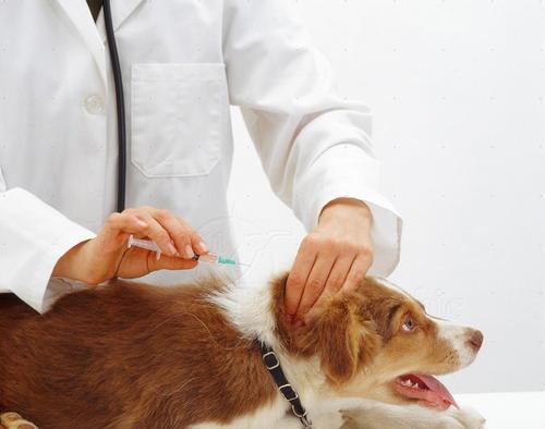 狗狗驱虫是否影响打疫苗（以宠物为主）