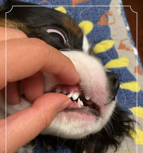 狗狗双排牙吃钙片的利与弊（宠物饮食的重要性以及正确补钙方式）