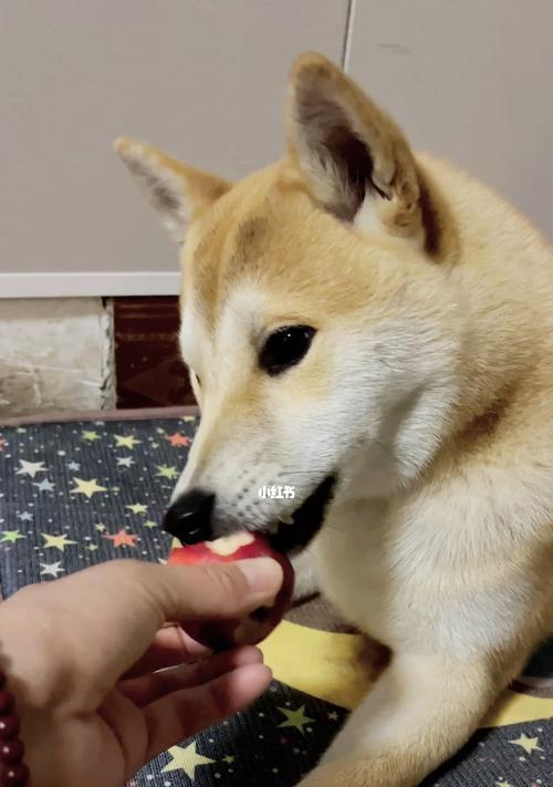 狗狗舔桃子是怀孕了吗（狗狗舔桃子的原因及预防方法）