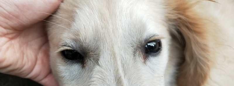 如何使用狗狗通鼻泪管视频教程帮助宠物清除泪痕（掌握清除犬泪痕的窍门）