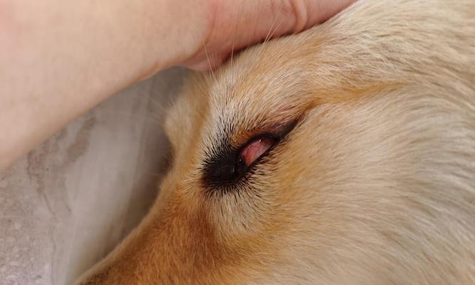 狗狗角膜溃疡的原因、预防和治疗（保护你的宠物不受伤害）