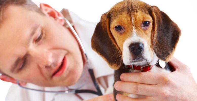 狗狗疫苗混合使用的风险与禁忌（一起来了解狗狗疫苗的正确使用方法）