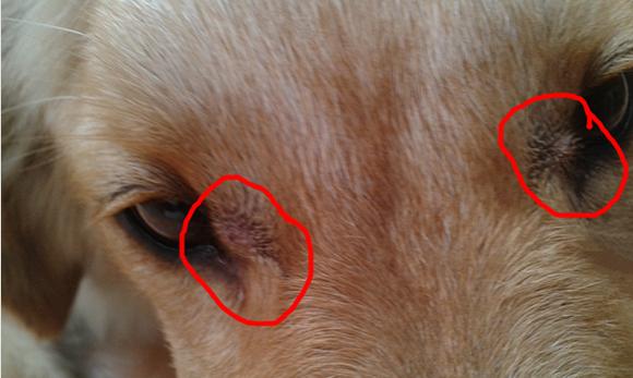 狗狗嘴唇疙瘩的原因和治疗方法（保持宠物健康的重要性和细节注意事项）