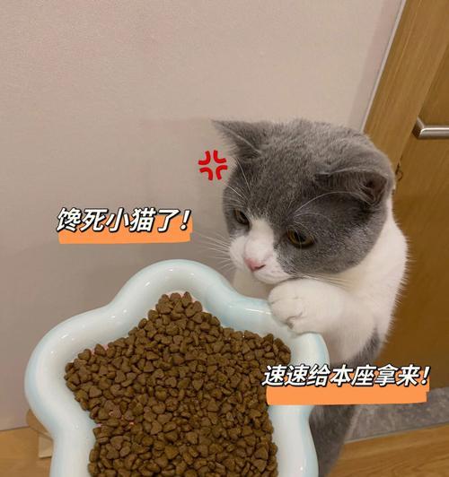 如何让猫咪爱吃猫粮（以宠物为主）