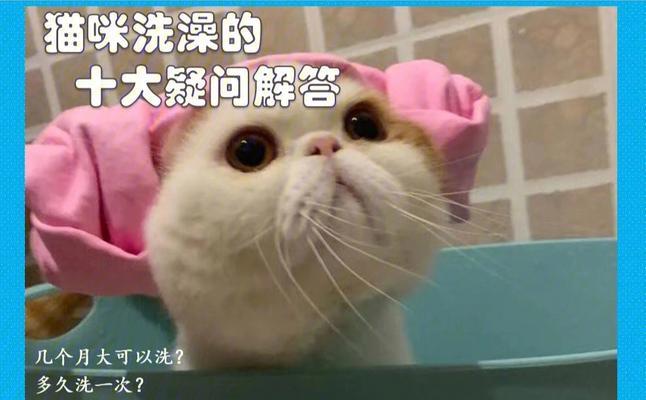 宠物猫咪洗澡的频率（每个月洗一次澡）