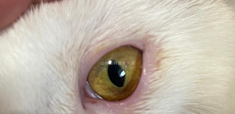 宠物猫咪眼睛溃疡应对措施（如何正确护理患有眼睛溃疡的猫咪）